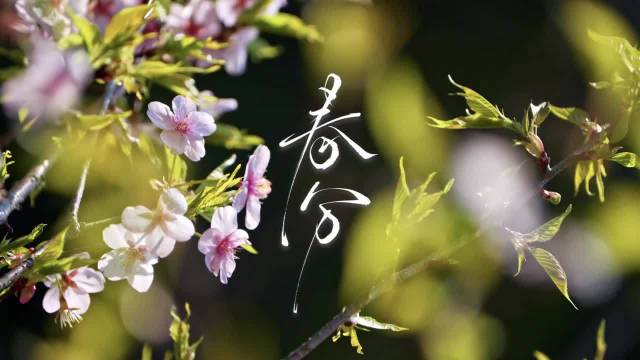 春分遇龙抬头双喜临门，青团桃花共迎温柔春色