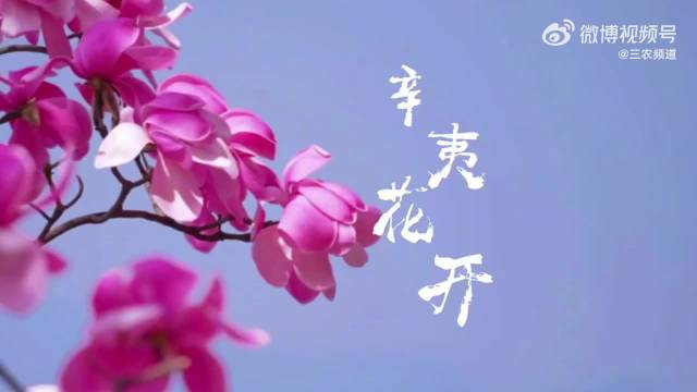 四川九皇山辛夷花盛开，成毅歌声伴美景