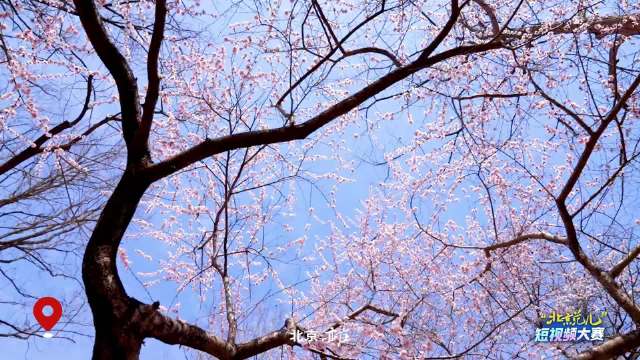 春分相遇“龙抬头” ，愿你抬头皆美好