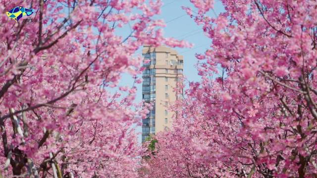 舟山普陀春日赏花路线发布，樱花街莲花洋湿地公园美景如画