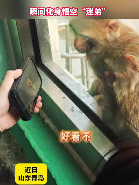 小猴看西游记入迷化身悟空迷弟