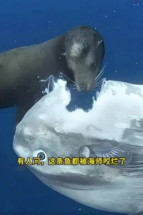 动物世界竟然如此神奇