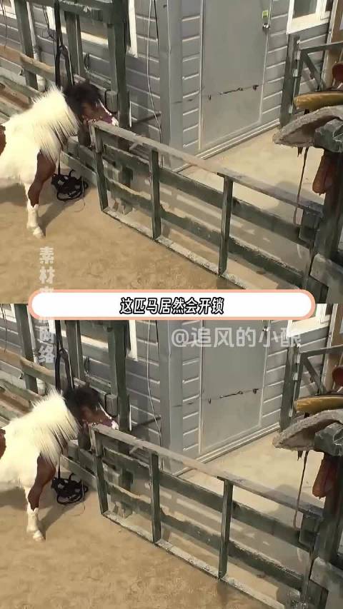 成精小马开锁越狱，被短腿柯基追着骂，最后柯基逆袭成保安队长