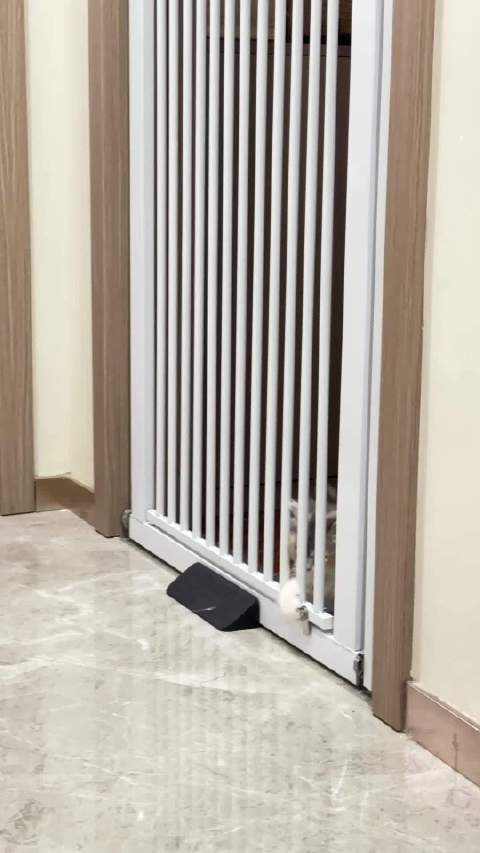 试图越狱的小家伙