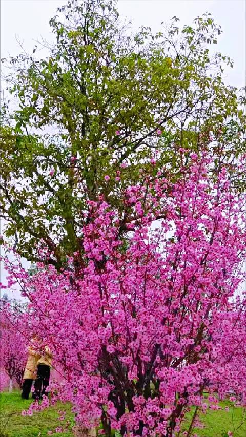 繁蕊初开锦绣春，花香暗度小庭新， 相逢莫道风霜晚，伴月同归酒一珍