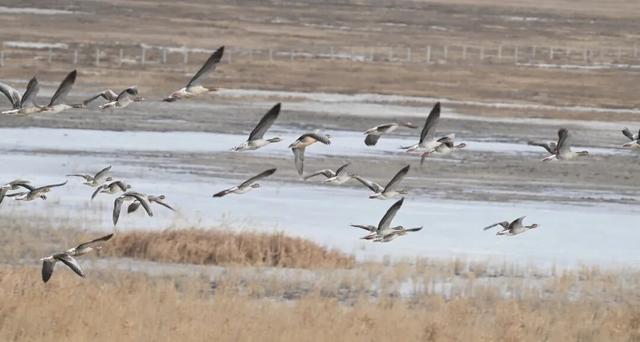 大美大庆 生态“回响”