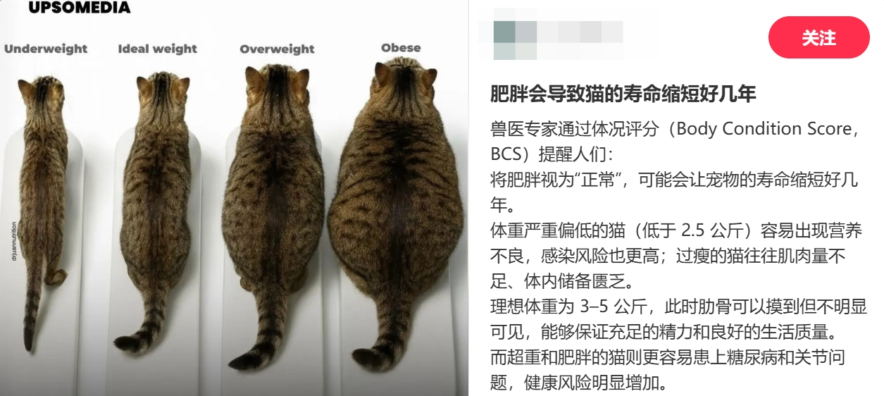 BCS是判断宠物肥胖情况的常见方法。图源：小红书