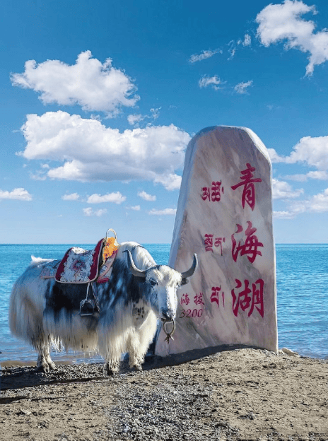 青海湖 & 茶卡盐湖|高原双生秘境,承包你的壁纸级夏天_西宁_刚察_环湖