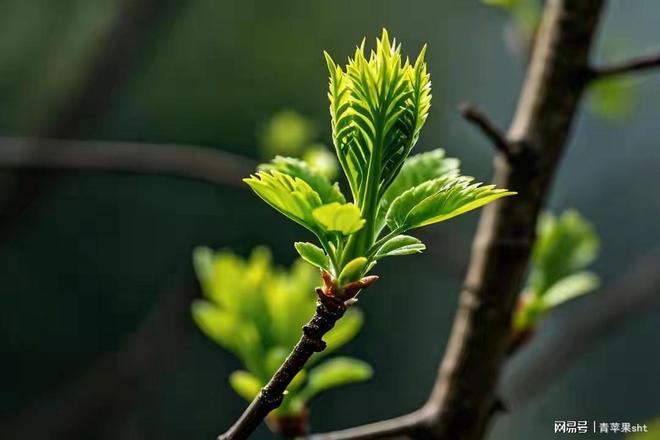 听，春天醒了——愿你于惊蛰启蛰，向阳而生