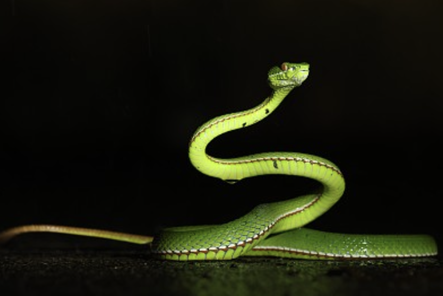 天气回暖，蛇类苏醒，如何防蛇？