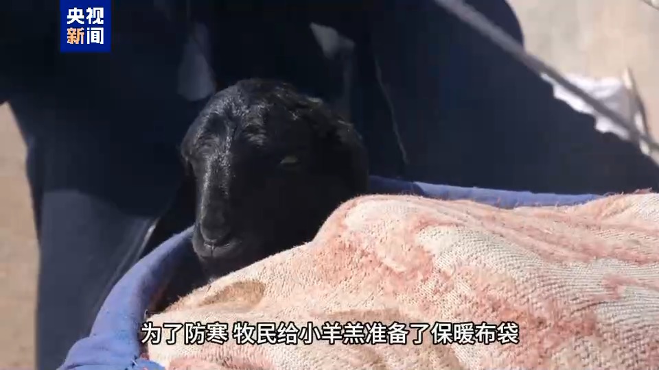 从“马背摇篮”到皮卡专车 小羊羔开启春季转场