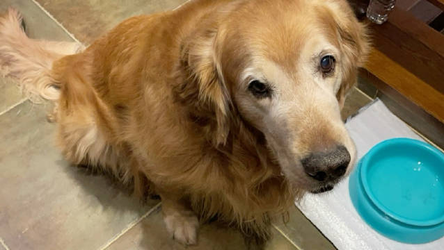 牵狗散步遇咕噜与姥姥，寒风中追完《怪奇物语》双眼酸涩