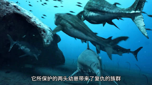 两大远古海洋生物，巨齿鲨和利维坦鲸的复仇之战！