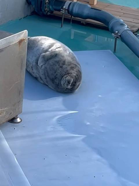 北海道海豹中心Tsuki宝宝一岁庆生视频发布