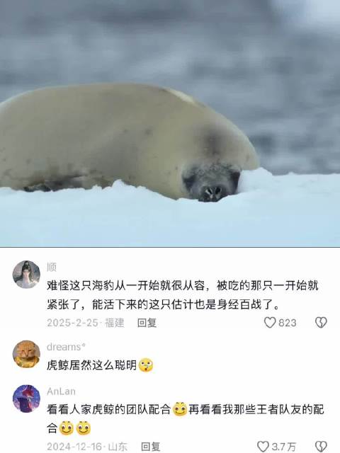 虎鲸集体狩猎海豹，海豹绝地求生！