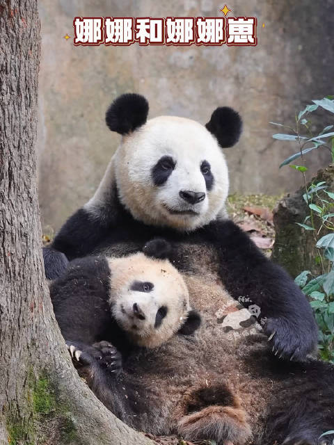 大熊猫娜娜与幼崽温馨互动侧脸神似父亲