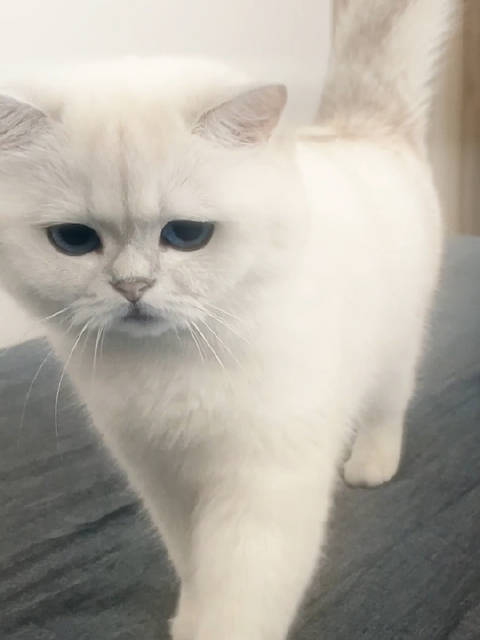 我家猫给我当了八年的专属闹钟