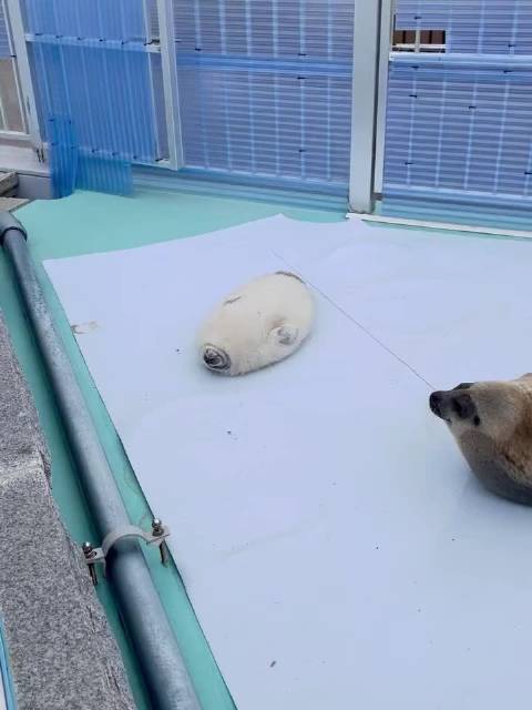 北海道海豹中心Tsuki宝宝一岁生日派对启动