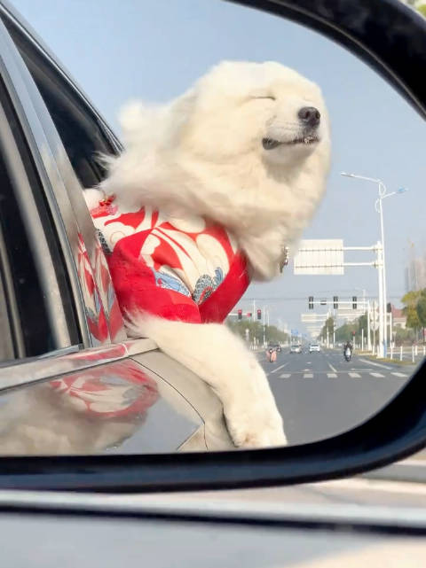 萨摩耶太开心了，原来这就是兜风的感觉！