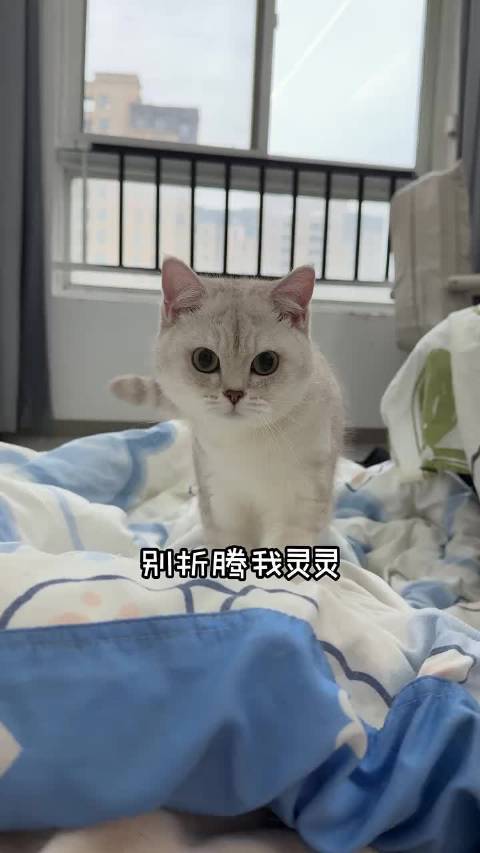 灵灵，你有没有见过“美人鱼”