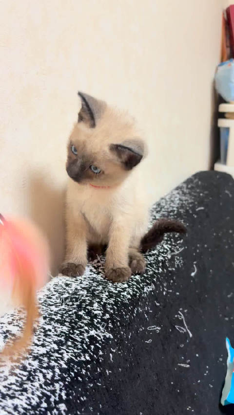 暹罗猫海豹色蓝眼粘人健康待领养