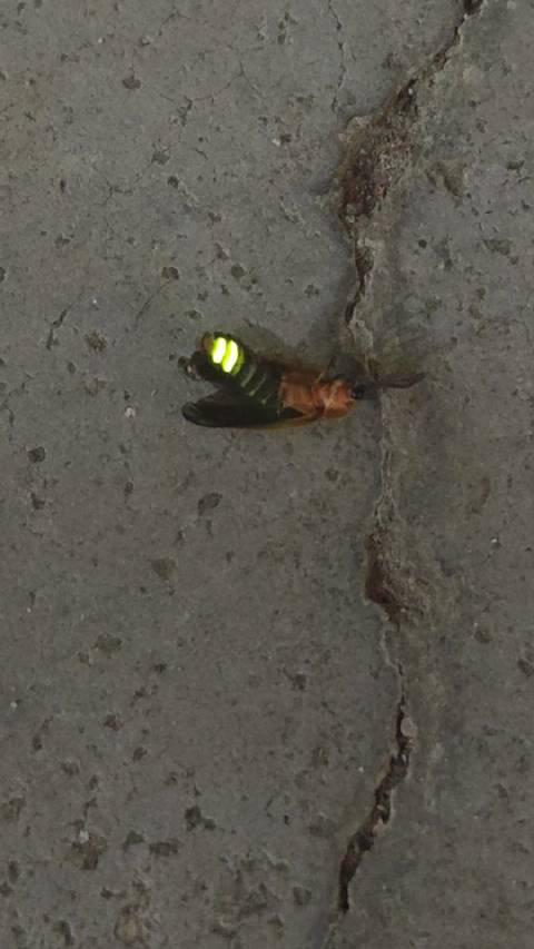 好久没看过萤火虫