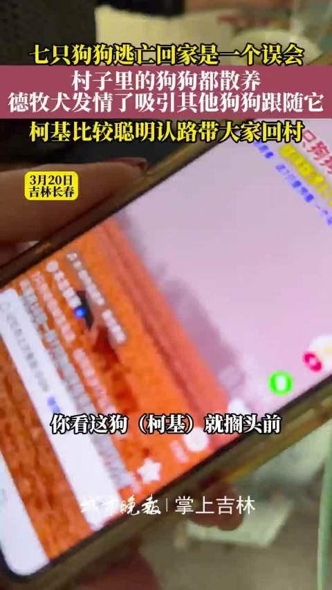 德牧带6只同伴返家，主人澄清非越狱