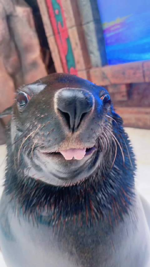 杰瑞：略略略～是不是被本宝宝萌到了？海狮皇家海洋乐园很哇塞海狮顶流