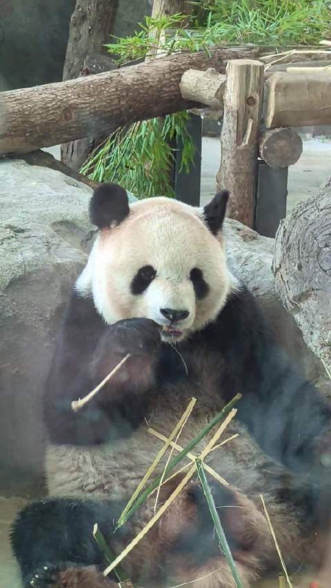 艾伦 （好像不是在吃就是在睡的宝，没见过艾伦在玩 ）