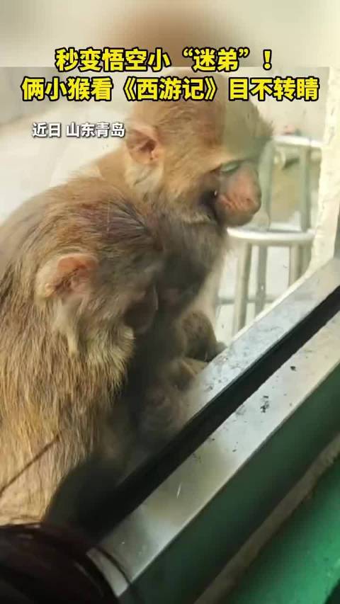 山东青岛：游客给动物园小猴播放《西游记》引其目不转睛