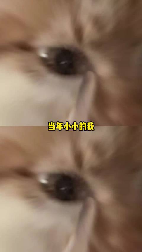 小小的我当年光看男女主，居然错过了这么多！