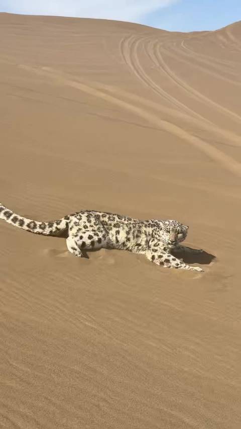 新疆鄯善沙漠惊现雪豹，当地启动救助