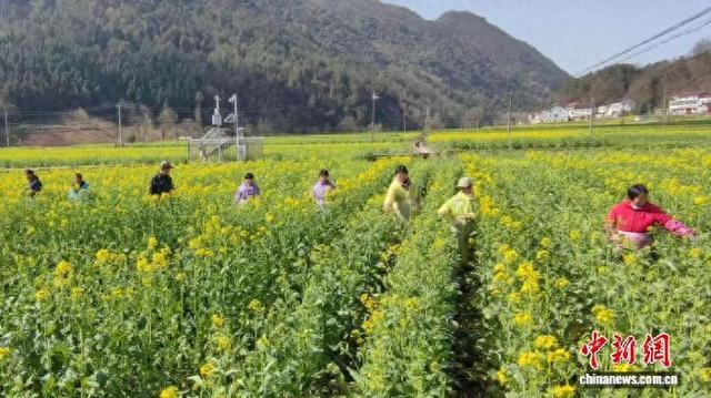 图为陕西省汉中市勉县一处油菜制种基地里，农户正在劳作。邹长珍 摄