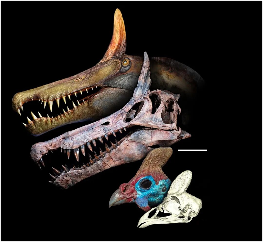 跟随70年前的书籍记载，我们深入撒哈拉沙漠腹地，找到了这种新型巨兽的坟墓，并登上了《科学》封面