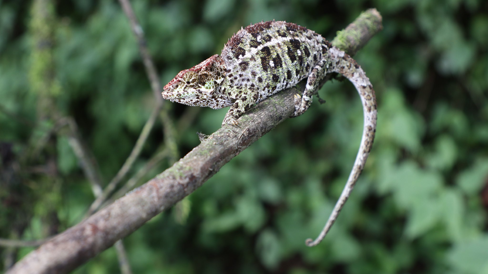 国际森林日｜探访马达加斯加拉努马法纳国家公园