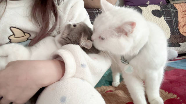 喵喵桑猛吸七仔仔