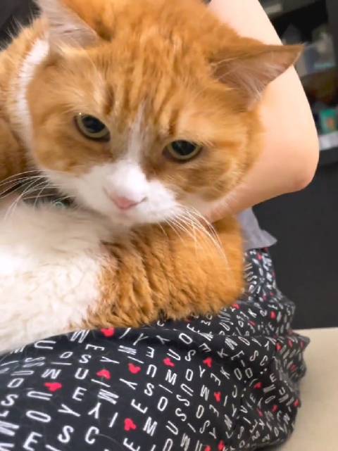 papi酱居家造型曝光，老头衫肥裤子引共鸣