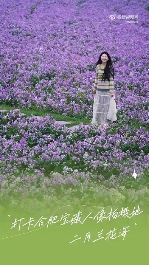合肥二月兰花海成春日打卡胜地