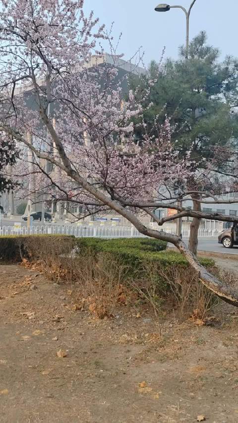 玄竹说说谈四季人生至境