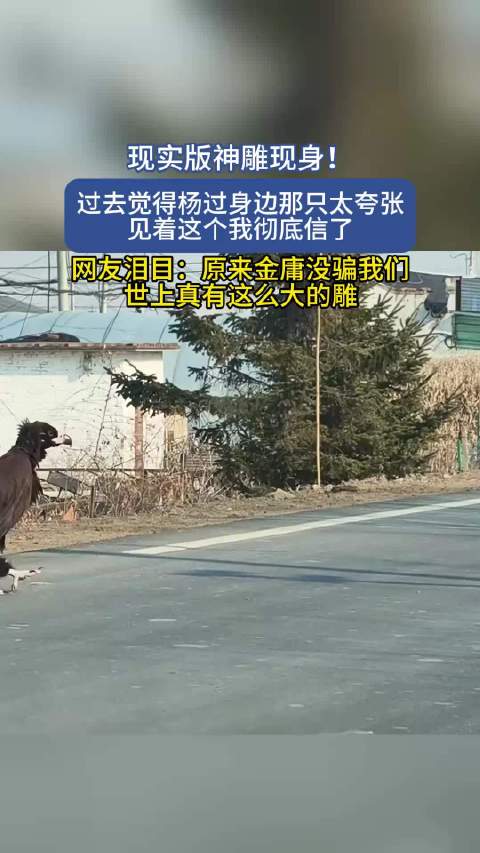 现实版神雕现身引热议，网友惊叹金庸笔下神鸟真实存在