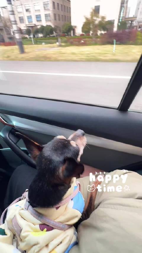 小斗的半日春游赏花记