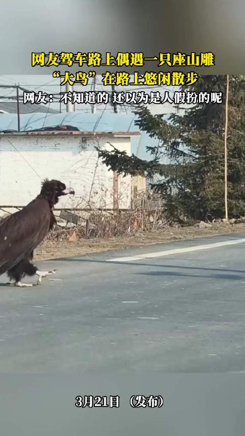 以前以为杨过的神雕是假的， 现在看来是真的有这么大的雕啊