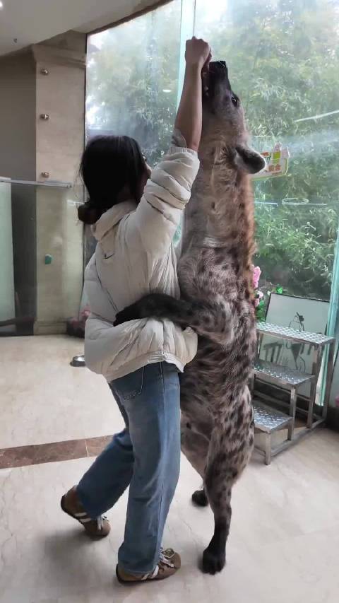 动物世界镜头下小狗体型引观众惊讶