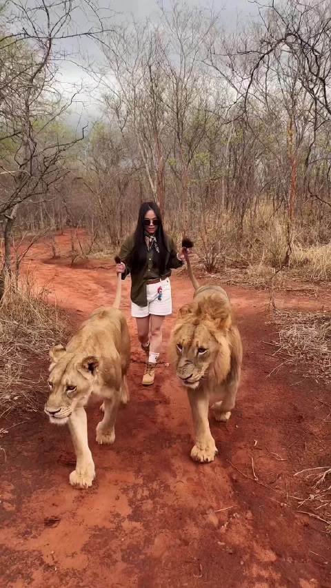 游客与狮同行漫步非洲草原，专业护林员全程守护