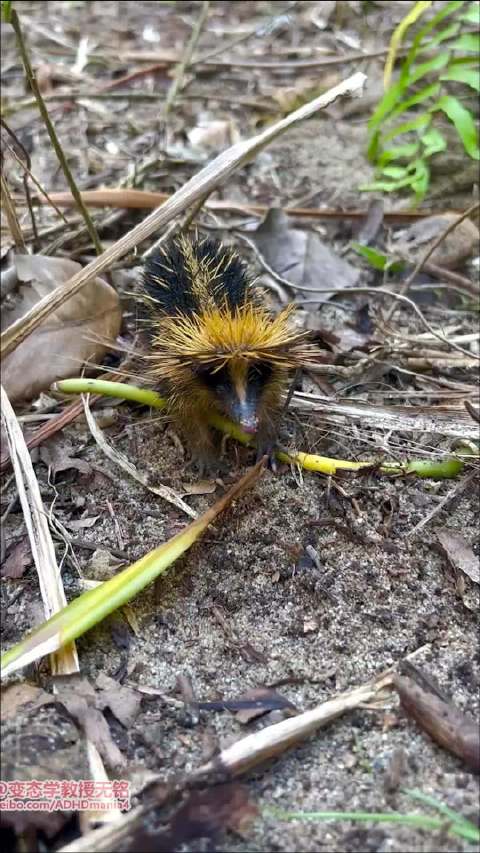 马达加斯加低地斑纹马岛猬以刺摩擦发声，系唯一哺乳动物