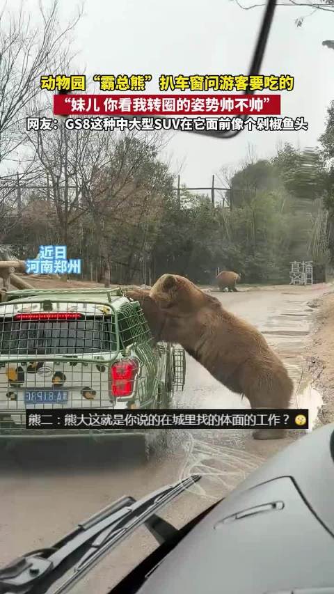 动物园黑熊扒车窗讨食，游客惊呼GS8秒变剁椒鱼头