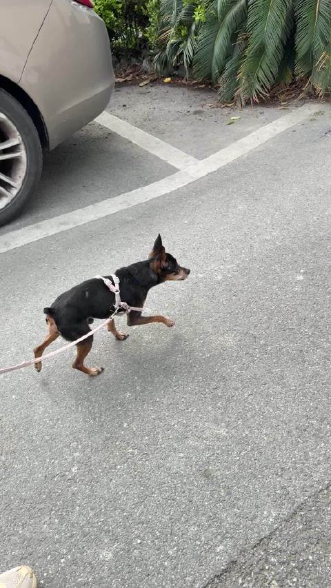 今日赏花，臭仔老当益壮，走了一小段，遇到了可爱的巨贵和原住民