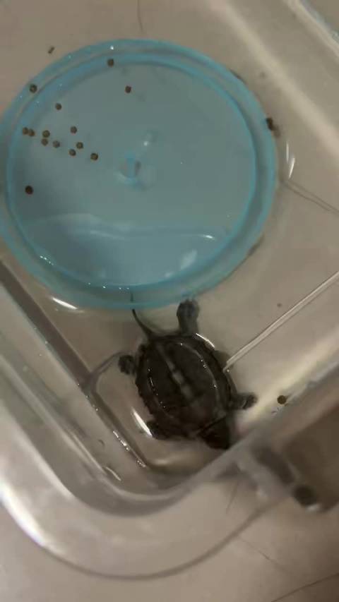 2026.3.21｜新成员 仔仔（还没到家差点被摔死）