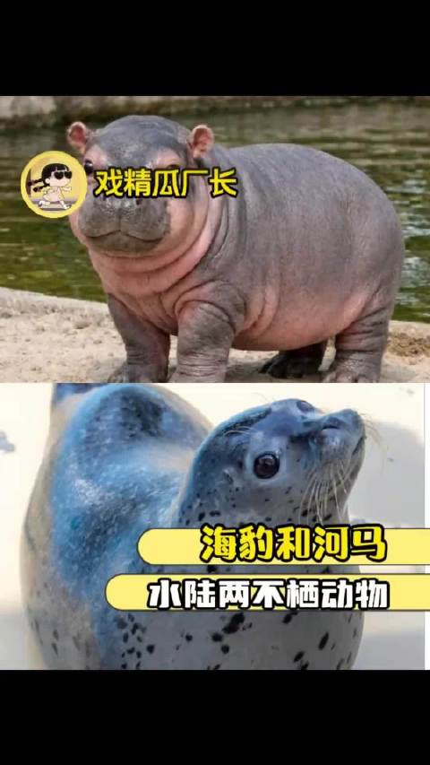 海豹与河马坚强生存故事引关注