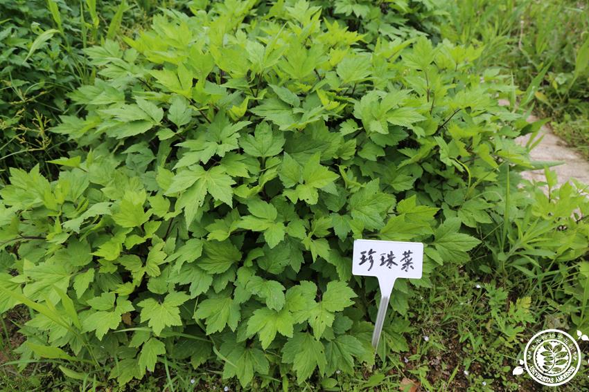 珍珠菊-厦门大学朝花夕拾标本社